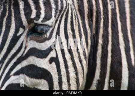 Chapmans Zebra, Portrait, Equus quagga capmani