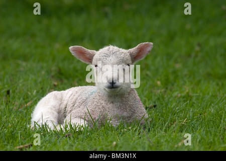 cute white baby lamb sitting in field Stock Photo