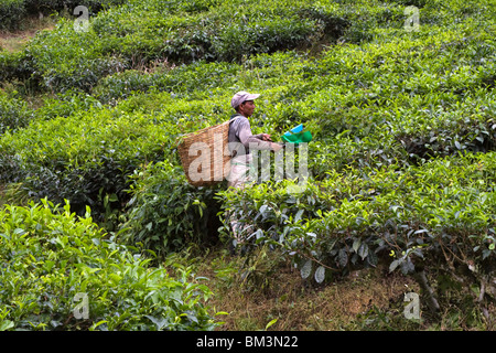 Tea picker working on an estate in Cameron Highlands, Malaysia. The best tea grows at the highest elevations on steep slopes. Stock Photo