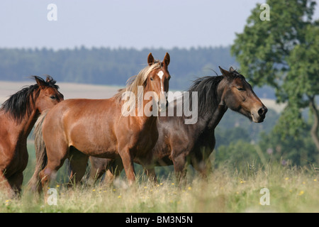 Pferde auf der Weide / horses  Stock Photo