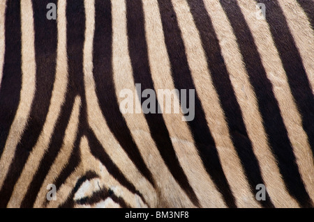 Hartmanns Mountain Zebra, Equus zebra hartmannae Stock Photo