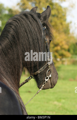 Friese Im Portrait / Friesian Portrait Stock Photo - Alamy