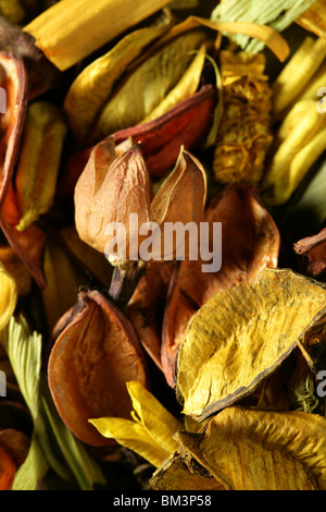 Dried natural oriental flowers in yellow, golden and orange colors Stock Photo