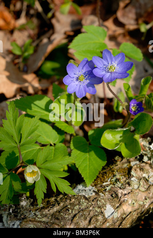 Anemone hepatica, known also as Hepatica nobilis, blooming Common anemones in the woodland at the spring time. Porvoo, Finland, Stock Photo