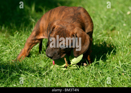 Hannoverscher Schweißhund Welpe / Puppy Stock Photo