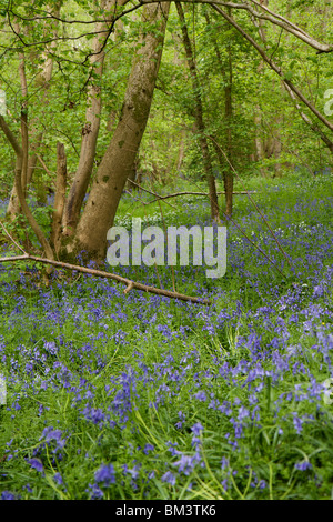 Colorful bluebells growing around the base of trees in an English wood in Hampshire Stock Photo