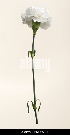 Single white carnation flower against neutral studio background Stock Photo