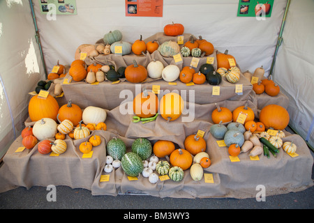 Different types of pumpkins and squashes on display at a farm show, Stock Photo