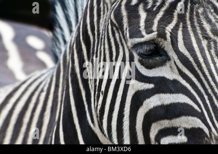 Chapmans Zebra, Portrait, Equus quagga capmani