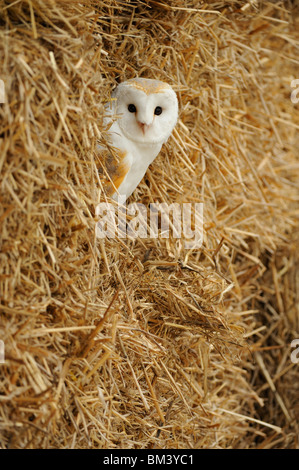 Barn Owl (Tyto alba) roosting in straw stack.