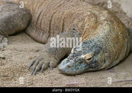 komodo dragon lizard Stock Photo