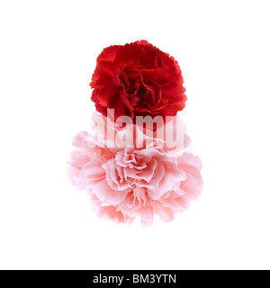 Carnation Stock Photo