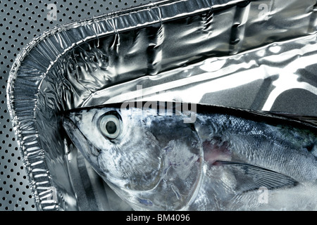 Euthynnus alletteratus, called false albacore from Mediterranean sea Stock Photo