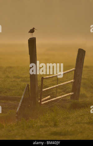 Black-tailed Godwit (Limosa limosa), male standing on a gate post, Netherlands. Stock Photo