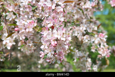 Flowering fruit tree, spring time Stock Photo