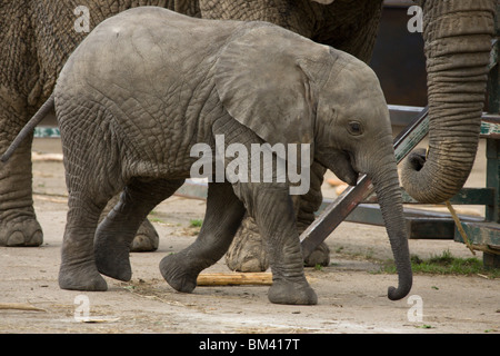 baby elephant Stock Photo