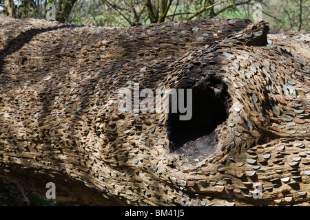 A money tree, covered in coins hammered into the tree bark. Stock Photo