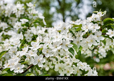 Flowering fruit tree, spring time Stock Photo