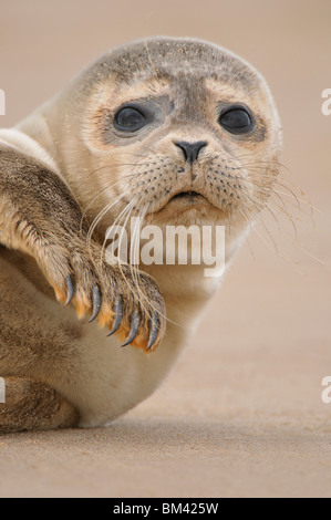 Common Seal (Phoca vitulina). Pup on a remote beach, Donna Nook, UK. Stock Photo