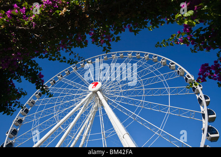 The Wheel of Brisbane - a 60 metre high ferris wheel overlooking South Bank Parklands. Brisbane, Queensland, Australia Stock Photo