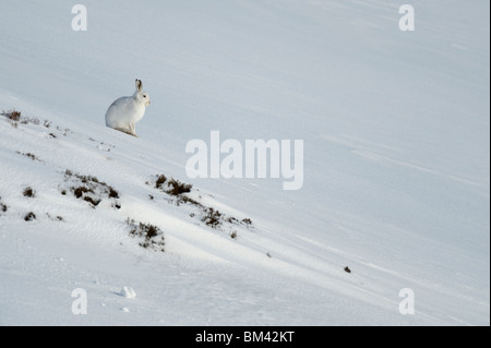 Mountain Hare (Lepus timidus) in winter pelage (coat) resting on a snowy slope, Cairngorms, Scotland. Stock Photo