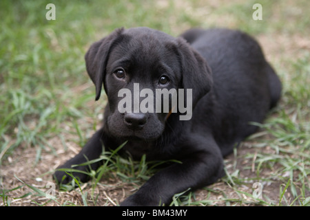 black labrador puppy Stock Photo