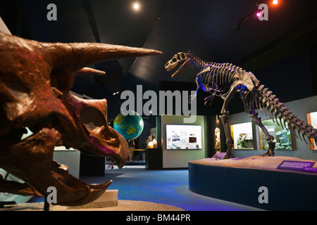 Dinosaur skeletons in the Canterbury Museum. Christchurch, Canterbury, South Island, New Zealand Stock Photo