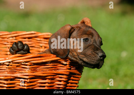 Hannoverscher Schweißhund Welpe / Puppy Stock Photo