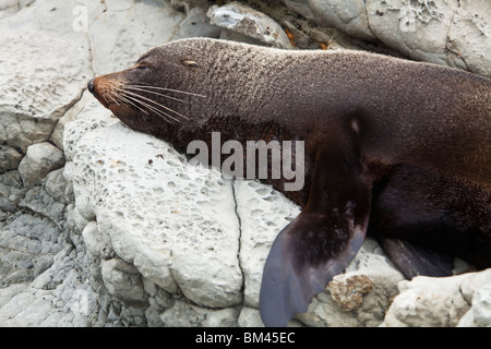New Zealand Fur Seal. Kaikoura, Canterbury, South Island, New Zealand Stock Photo
