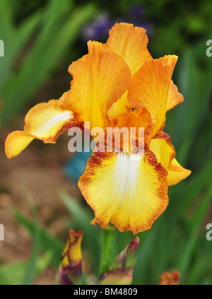 Iris HONEYCOMB Stock Photo