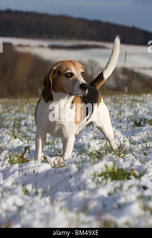 Beagle in snow Stock Photo
