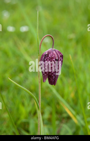 Snakes head fritilliary flower, Hampshire, England. Stock Photo