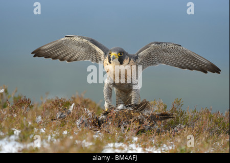 Peregrine Falcon (Falco peregrinus), male with open wings on fresh kill, Scotland. Stock Photo