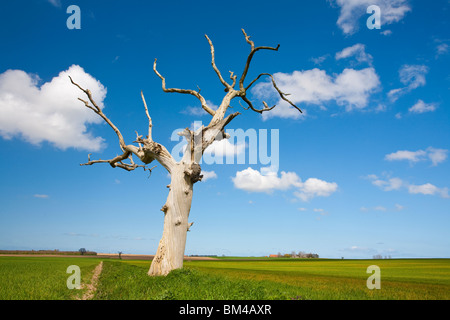 Lone dead tree Stock Photo