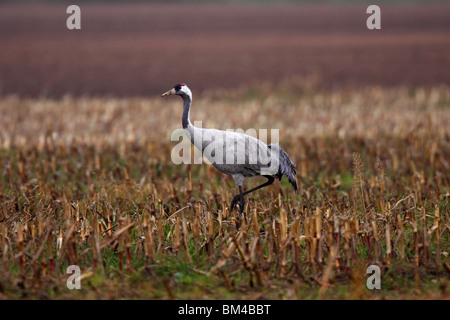 Kranich Crane, Grus, European, Common Crane Stock Photo