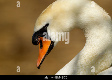 Mute swan in close-up, Abbotsbury swannery, Dorset. Stock Photo