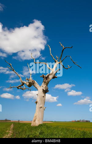 Lone dead tree Stock Photo