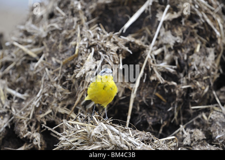 Blue-headed yellow wagtail (Motacilla flava)  hunting on manure heap (also Ashy-headed wagtail) Stock Photo