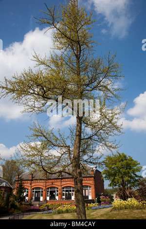 Ginko Biloba Maidenhair Tree, Botanic Gardens Museum Botanic Road Churchtown Southport Merseyside Stock Photo