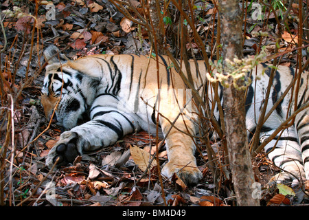 The Royal Bengal Tiger (Panthera tigris tigris) resting in Kanha National Park, Madhya Pradesh, India, Asia Stock Photo