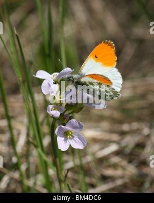 Orange Tip Butterfly (Anthocharis cardamines) nectering on a Cuckooflower or Lady's Smock flower (Cardamine pratensis) Stock Photo