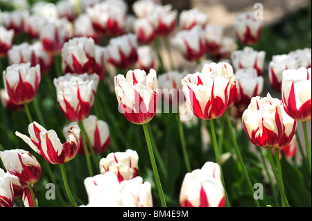 Tulip Rems tulipa REM'S SENSATION Stock Photo - Alamy