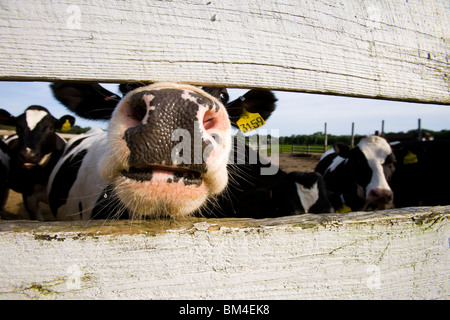 Cows at Boggy Meadows Farm in Walpole, New Hampshire. Stock Photo