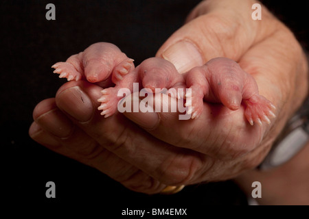 Hand Holding A Mole Stock Photo Alamy