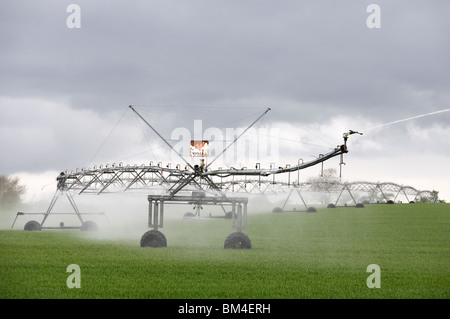 Valley precision center-pivot irrigation system, watering a wheat crop, Hollesley, Suffolk, UK. Stock Photo