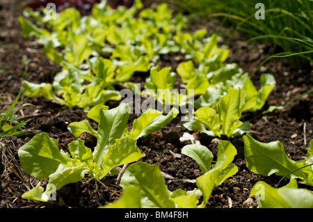 Lettuces 'Unrivalled' in a kitchen garden vegetable bed at Painswick Rococo Garden in The Cotswolds Stock Photo