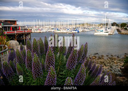 Flowers around the marina at Fisherman's Wharf. Monterey, California, USA. Stock Photo