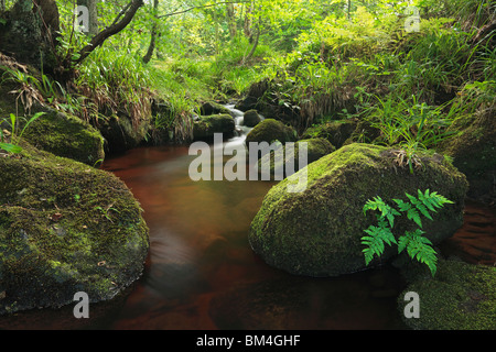 A lone fern clings to a moss-covered rock in Padley Gorge, Grindleford, Peak District, Derbyshire Stock Photo
