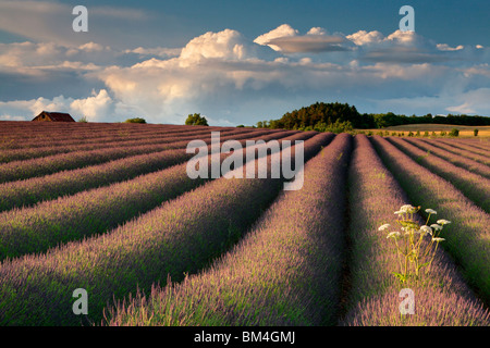 Rows of fragrant lavender at the Snowshill Lavender Farm in Gloucestershire, United Kingdom Stock Photo