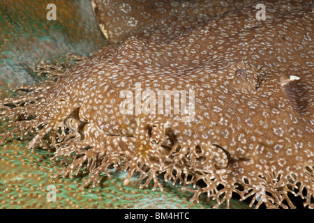 Tasselled Wobbegong, Eucrossorhinchus dasypogon, Raja Ampat, West Papua, Indonesia Stock Photo